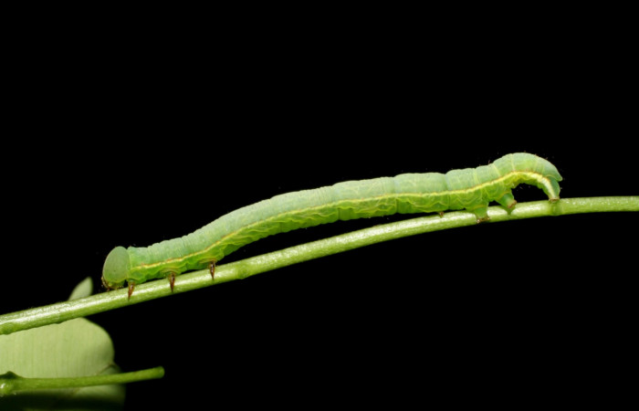 Fig.3 Vista lateral, <i>Lephana muffula</i></i> (Erebidae), se colectó 01 diciembre 2007, Sector Mundo nuevo, Vado Miramonte, 305mts. (07-SRNP-60751-DHJ435104.jpg)
