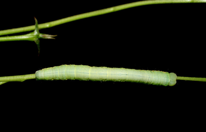 Fig.4 Vista dorsal, <i>Lephana muffula</i></i> (Erebidae), se colectó 01 diciembre 2007, Sector Mundo nuevo, Vado Miramonte, 305mts. (07-SRNP-60751-DHJ435103.jpg).

