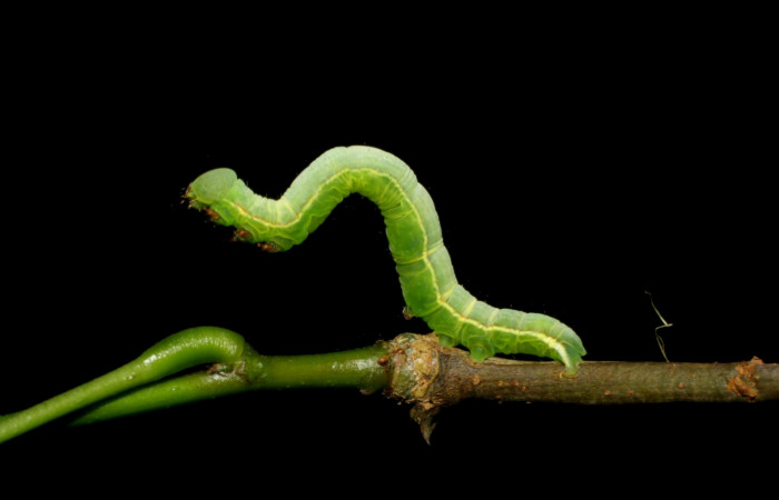 Fig.5 Vista lateral, <i>Lephana muffula</i></i> (Erebidae), se colectó 01 diciembre 2007, Sector Mundo nuevo, Vado Miramonte, 305mts. (07-SRNP-60751-DHJ435100.jpg).