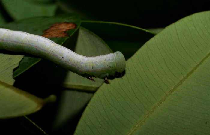Fig.7 Vista lateral, tórax cabeza, <i>Lephana muffula</i></i> (Erebidae), se colectó 23 noviembre 2006, Sector Del Oro, Quebrada Raíz, 280mts. (06-SRNP-23369-DHJ424918.jpg).