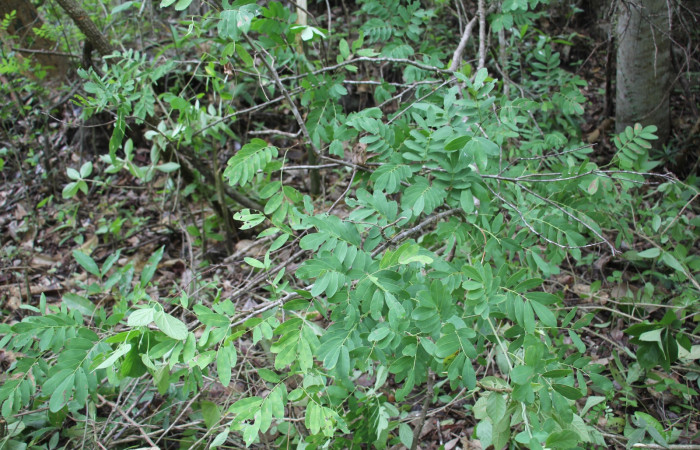 Fig.8 Planta <i>Machaerium salvadorense</i></i>, (Fabaceae), hospedera <i>Lephana muffula</i></i> (Erebidae): Sector Mundo Nuevo, Vado Ficus, Foto, Elieth Cantillano 6 mayo 2022. 
