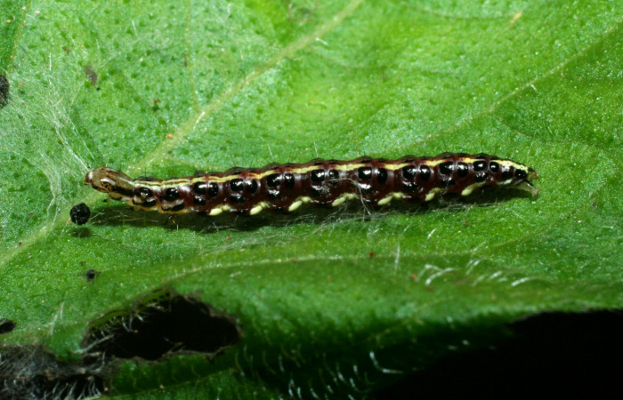 Figura 1. Larva <i>Hyalorista exuvialis</i></i> (Crambidae), color morado con rayas amarillas en el dorso, rayas amarillas en borde de las patas, posición lateral, mide 19 mm aproximadamente. Planta hospedera <i>Hyptis obtusifolia</i></i>, (Lamiaceae). Voucher: 09-SRNP-1995-DHJ453973.jpg.