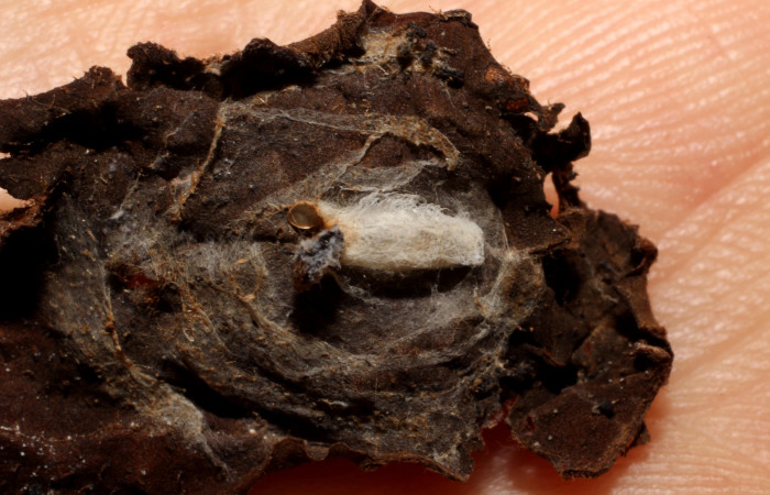 Figura 10. Capullo de Braconidae eclosionado <i>Hypomicrogaster</i></i>  Whitfield39 (Braconidae), color blanco. Voucher: 09-SRNP-22771-DHJ495898.jpg.