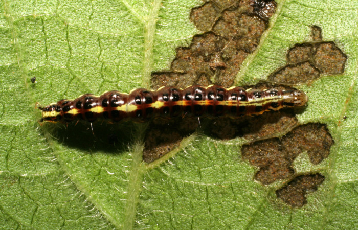 Figura 11. Larva <i>Hyalorista</i></i>exuvialisDHJ02 (Crambidae), color morado con rayas amarillas en el dorso, rayas amarillas en borde de las patas, posición lateral, mide 21 mm aproximadamente. Planta hospedera <i>Hyptis obtusifolia</i></i>, (Lamiaceae). Voucher: 06-SRNP-41804-DHJ414454.jpg.