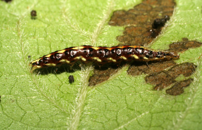 Figura 12. Larva <i>Hyalorista</i></i>exuvialisDHJ02 (Crambidae), color morado con rayas amarillas en el dorso, rayas amarillas en borde de las patas, posición lateral, mide 21 mm aproximadamente. Planta hospedera <i>Hyptis obtusifolia</i></i>, (Lamiaceae). Voucher: 06-SRNP-41804-DHJ414452.jpg.