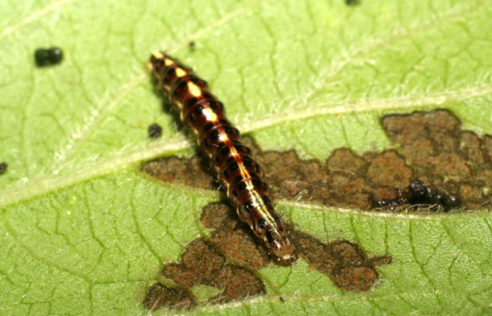 Figura 13. Larva <i>Hyalorista</i></i>exuvialisDHJ02 (Crambidae), color morado con rayas amarillas en el dorso, rayas amarillas en borde de las patas, posición frontal, mide 21 mm aproximadamente. Planta hospedera <i>Hyptis obtusifolia</i></i>, (Lamiaceae). Voucher: 06-SRNP-41804-DHJ414453.jpg.