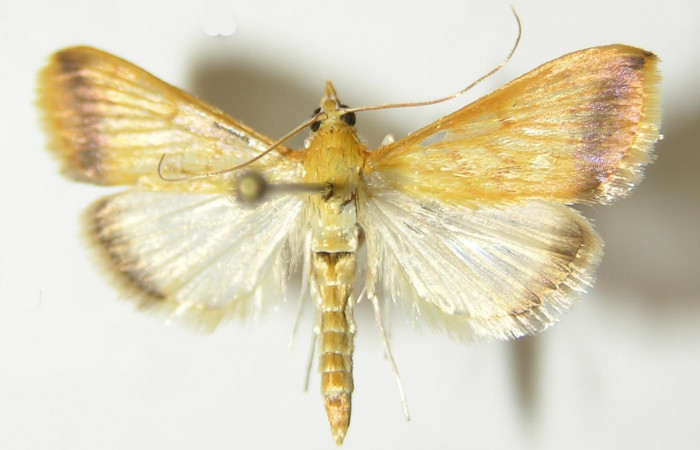 Figura 14. Adulto hembra <i>Hyalorista</i></i> exuvialisDHJ02 (Crambidae) posición dorsal, mide 21mm. Voucher: 10-SRNP-71650-DHJ535822.