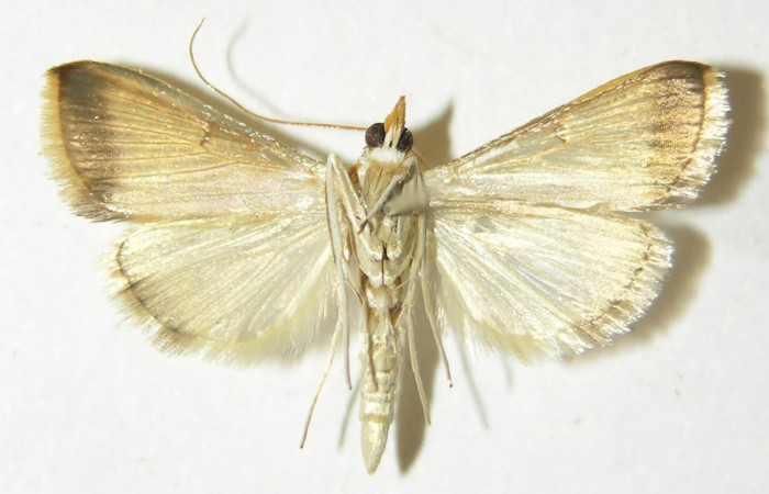 Figura 15. Adulto hembra <i>Hyalorista</i></i>exuvialisDHJ02 (Crambidae) posición dorsal, mide 21mm. Voucher: 10-SRNP-71650-DHJ535823