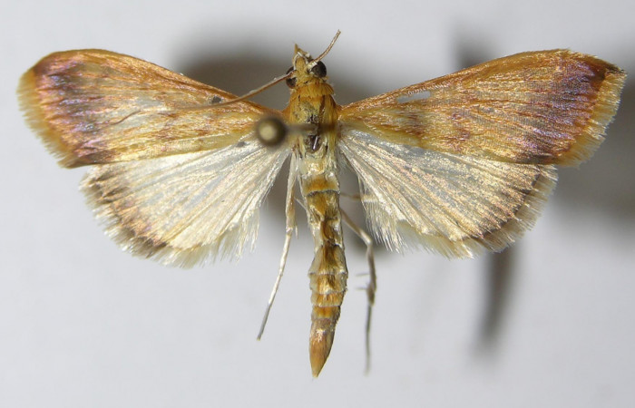 Figura 17. Adulto hembra <i>Hyalorista</i></i>exuvialisDHJ04 (Crambidae) posición dorsal, mide 21mm. Voucher: 11-SRNP-4261-DHJ559562.
