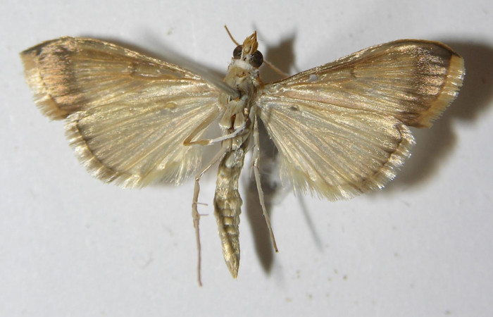 Figura 18. Adulto hembra <i>Hyalorista</i></i>exuvialisDHJ04 (Crambidae) posición dorsal, mide 21mm. Voucher: 11-SRNP-4261-DHJ559563.