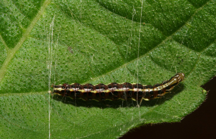 Figura 19. Larva <i>Hyalorista exuvialis</i></i>DHJ04 (Crambidae), color morado con rayas amarillas en el dorso, rayas amarillas en borde de las patas, posición dorsal, mide 21 mm aproximadamente. Planta hospedera <i>Hyptis obtusifolia</i></i>, (Lamiaceae). Voucher: 09-SRNP-280-DHJ450267.jpg.