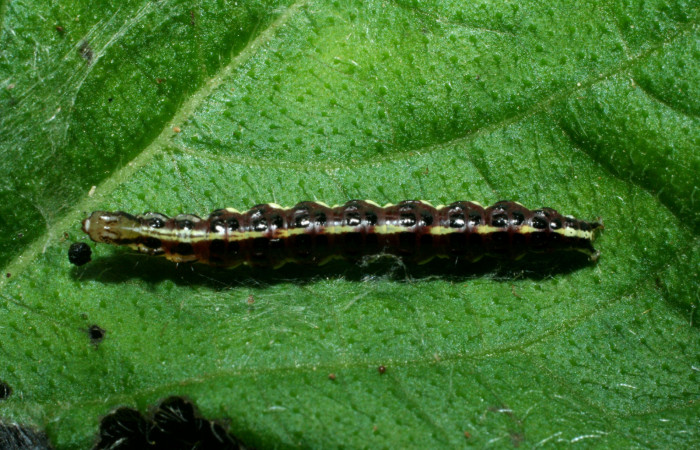 Figura 2. Larva <i>Hyalorista exuvialis</i></i> (Crambidae), color morado con rallas amarillas en el dorso, rayas amarillas en borde de las patas, posición dorsal, mide 19 mm aproximadamente. Planta hospedera <i>Hyptis obtusifolia</i></i>, (Lamiaceae). Voucher: 09-SRNP-1995-DHJ453972.jpg.