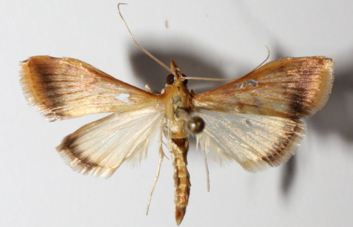 Figura 20. Adulto hembra <i>Hyalorista</i></i>exuvialisDHJ04 (Crambidae) posición dorsal, mide 21mm. Voucher: 14-SRNP-31671-DHJ901620