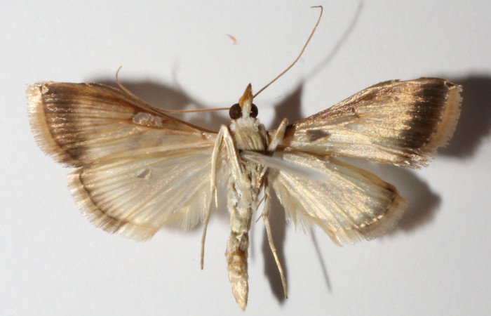 Figura 21. Adulto hembra <i>Hyalorista</i></i>exuvialisDHJ04 (Crambidae) posición dorsal, mide 21mm. Voucher: 14-SRNP-31671-DHJ901621