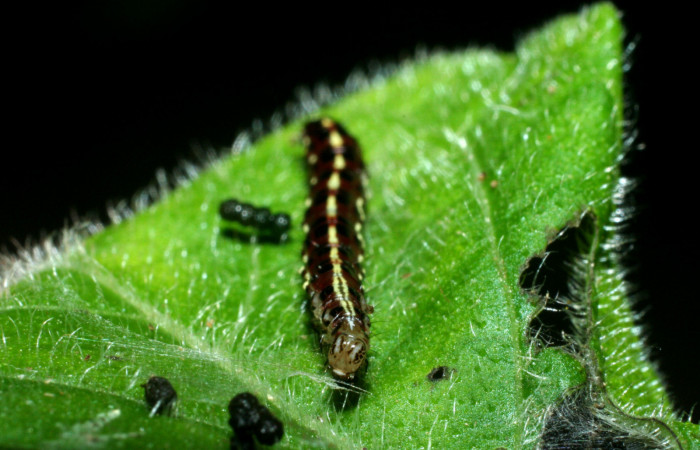 Figura 3. Larva <i>Hyalorista exuvialis</i></i> (Crambidae), color morado con rayas amarillas en el dorso, rayas amarillas en borde de las patas, posición frontal, mide 19 mm aproximadamente. Planta hospedera <i>Hyptis obtusifolia</i></i>, (Lamiaceae). Voucher: 09-SRNP-1995-DHJ453974.jpg.