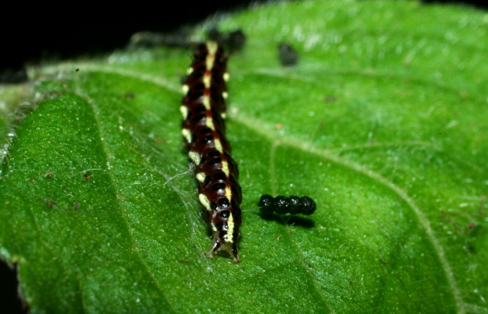 Figura 4. Larva <i>Hyalorista exuvialis</i></i> (Crambidae), color morado con rayas amarillas en el dorso, rayas amarillas en borde de las patas, posición atrás, mide 19 mm aproximadamente. Planta hospedera <i>Hyptis obtusifolia</i></i>, (Lamiaceae). Voucher: 09-SRNP-1995-DHJ453975.jpg.