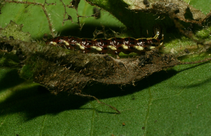 Figura 5. Larva <i>Hyalorista exuvialis</i></i> (Crambidae), color morado con rayas amarillas en el dorso, rayas amarillas en borde de las patas, posición lateral, mide 18 mm aproximadamente. Planta hospedera <i>Hyptis obtusifolia</i></i>, (Lamiaceae). Voucher: 09-SRNP-33114-DHJ466220.jpg.