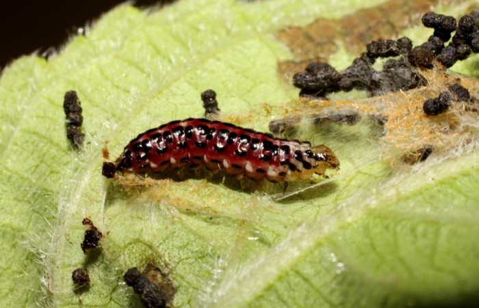 Figura 6. Larva <i>Hyalorista exuvialis</i></i> (Crambidae), en prepupa color rojo con manchas negras, posición lateral, mide 18 mm aproximadamente. Planta hospedera <i>Hyptis obtusifolia</i></i>, (Lamiaceae). Voucher: 10-SRNP-41242-DHJ468877.jpg