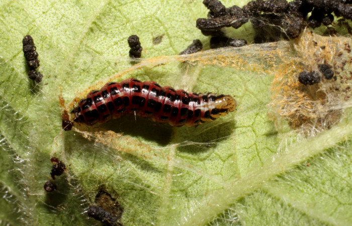 Figura 7. Larva <i>Hyalorista exuvialis</i></i> (Crambidae), en prepupa color rojo con manchas negras, posición lateral, mide 18 mm aproximadamente. Planta hospedera <i>Hyptis obtusifolia</i></i>, (Lamiaceae). Voucher: 10-SRNP-41242-DHJ468878.jpg.