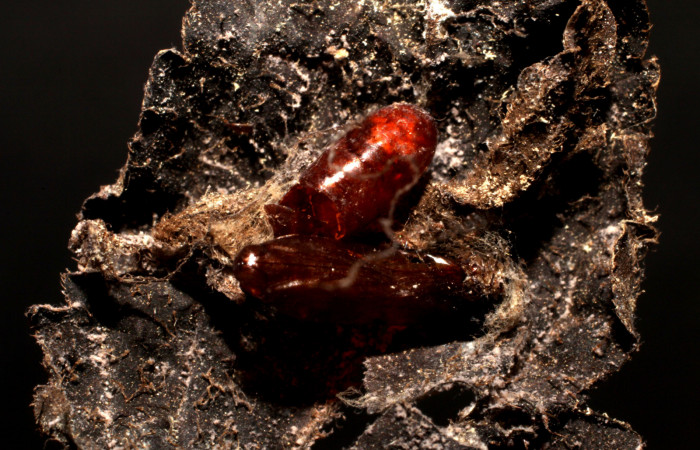 Figura 8. Pupario de Tachinidae eclosionado <i>Pseudochaeta</i></i> Wood03DHJ05 (Tachinidae), color café. Voucher: 10-SRNP-552-DHJ495962.jpg.