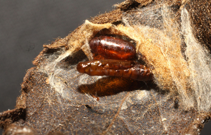 Figura 9. Pupario de Tachinidae eclosionado <i>Pseudochaeta</i></i> Wood03DHJ05 (Tachinidae), color café. Voucher: 09-SRNP-1572-DHJ476119.jpg.