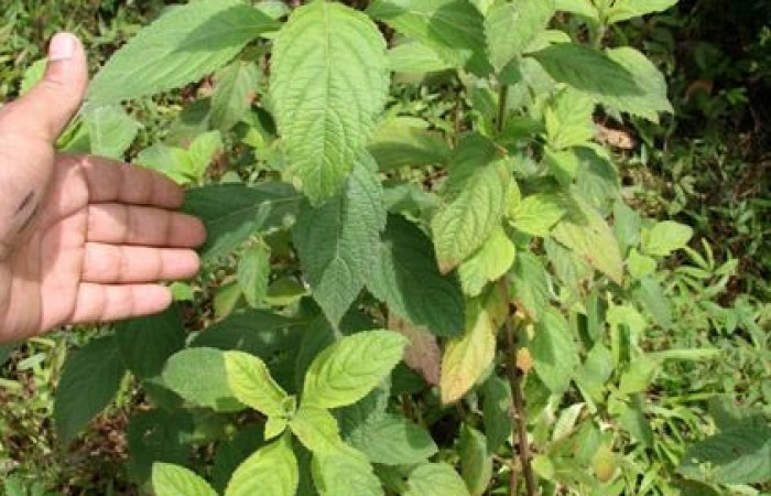 Figura 22. Planta hospedera, hierba parte enfocada arbusto <i>Hyptis obtusifolia</i></i> (Lamiaceae), planta donde se alimenta la larva <i>Hyalorista exuvialis</i></i> (Crambidae). Foto tomada por Jorge Hernandez,el 20 de Mayo de 2009, Estacion biológica Caribe.
