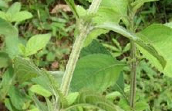 Figura 23. Planta hospedera, hierba parte enfocada arbusto <i>Hyptis obtusifolia</i></i> (Lamiaceae), planta donde se alimenta la larva <i>Hyalorista exuvialis</i></i> (Crambidae). Foto tomada por Jorge Hernandez,el 20 de Mayo de 2009, Estacion biológica Caribe.