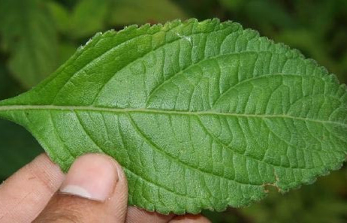 Figura 24. Planta hospedera, hierba parte enfocada has <i>Hyptis obtusifolia</i></i> (Lamiaceae), planta donde se alimenta la larva <i>Hyalorista exuvialis</i></i> (Crambidae). Foto tomada por Jorge Hernandez,el 20 de Mayo de 2009, Estacion biológica Caribe.