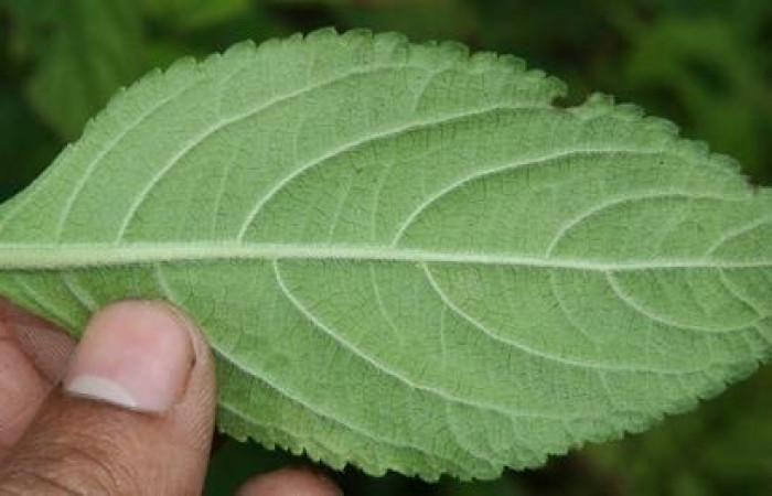 Figura 25. Planta hospedera, hierba parte enfocada enves <i>Hyptis obtusifolia</i></i> (Lamiaceae), planta donde se alimenta la larva <i>Hyalorista exuvialis</i></i> (Crambidae). Foto tomada por Jorge Hernandez,el 20 de Mayo de 2009, Estacion biológica Caribe.