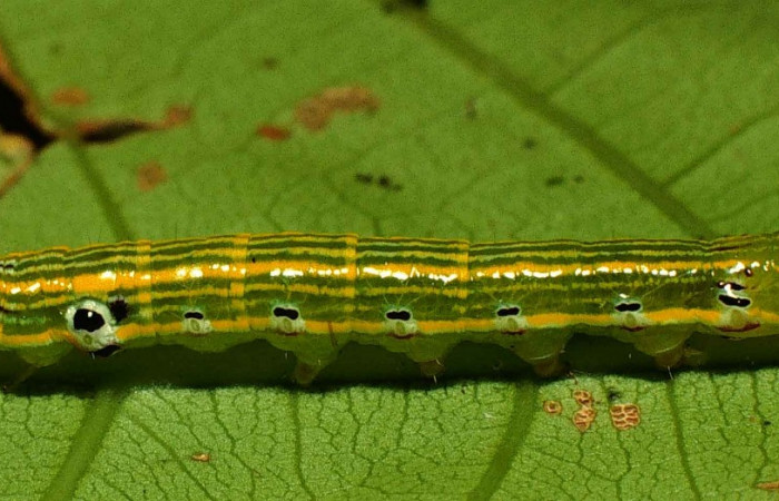 Fig. 19. Larva PU estadío <i>Elasmia</i></i> astutaDHJ02, posición lateral, Area de Conservación Guanacaste, Sector San Cristobal, Sendero corredor, elevación 620 m.s.n.m.  (00-SRNP-11144-DHJ54039.jpg).