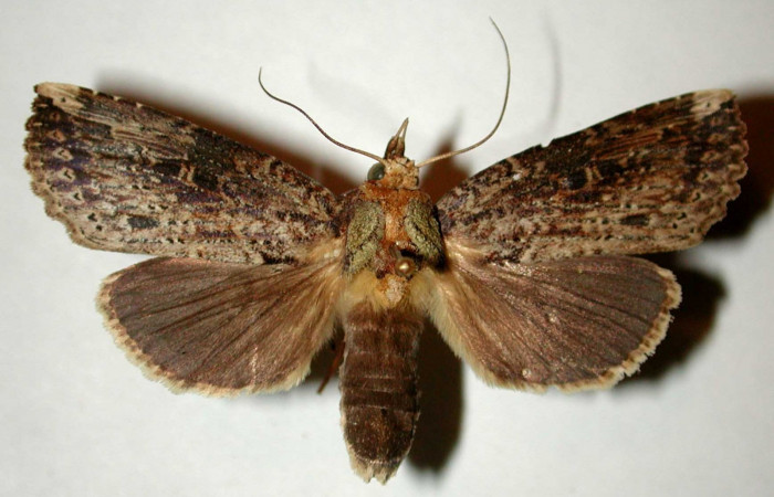 Fig. 20. Adulto <i>Elasmia</i></i> astutaDHJ02, posición dorsal, hembra, Area de Conservación Guanacaste, Sector San Cristobal, Río Blanco Abajo, elevación 500 m.s.n.m.  (00-SRNP-11318-DHJ32628).