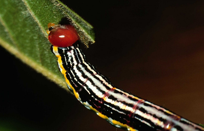 Fig. 11. Larva U estadío <i>Elasmia mandela</i></i>, posición delantera, Area de Conservación Guanacaste, Sector Santa Rosa, Bosque Húmedo, elevación 290 m.s.n.m.  (01-SRNP-15822-DHJ60553.jpg).