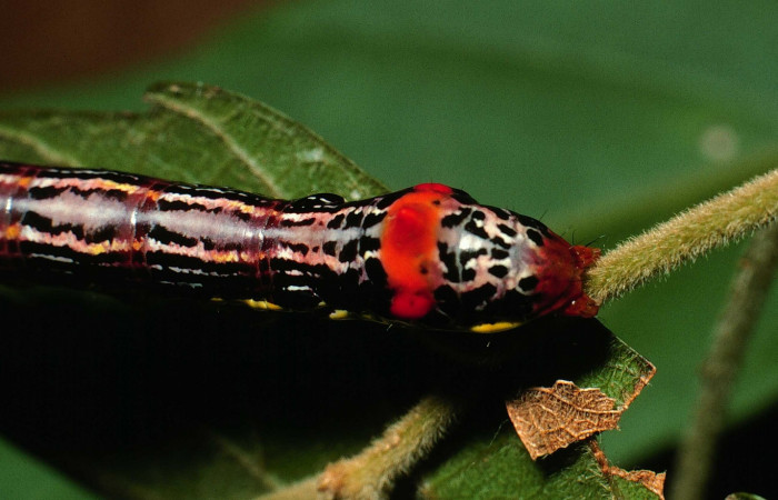 Fig. 12. Larva U estadío <i>Elasmia mandela</i></i>, posición trasera, Area de Conservación Guanacaste, Sector Santa Rosa, Bosque Húmedo, elevación 290 m.s.n.m.  (01-SRNP-15822-DHJ60554.jpg).