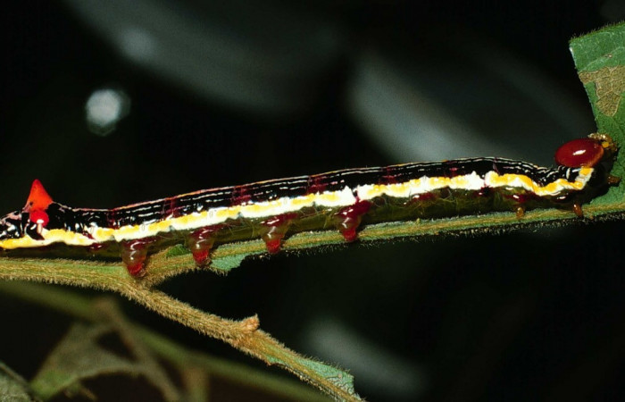 Fig. 9. Larva U estadío <i>Elasmia mandela</i></i>, posición lateral, Area de Conservación Guanacaste, Sector Santa Rosa, Bosque Húmedo, elevación 290 m.s.n.m.  (01-SRNP-15822-DHJ60564.jpg).