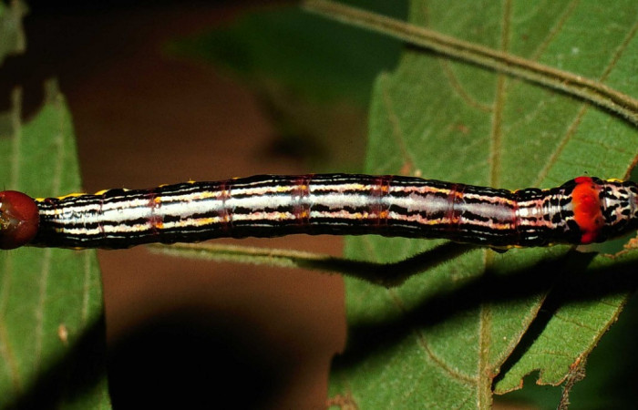 Fig. 10. Larva U estadío <i>Elasmia mandela</i></i>, posición dorsal, Area de Conservación Guanacaste, Sector Santa Rosa, Bosque Húmedo, elevación 290 m.s.n.m.  (01-SRNP-15822-DHJ60566.jpg).