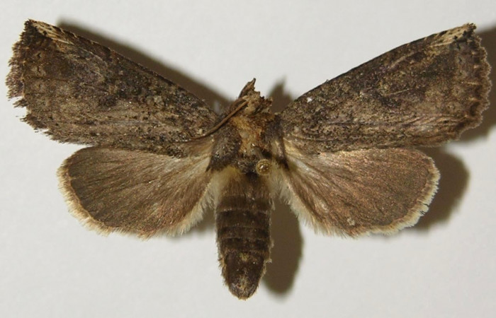 Fig. 18. Adulto <i>Elasmia mandela</i></i>, posición dorsal, hembra, Area de Conservación Guanacaste, Sector Santa Rosa, Bosque Húmedo, elevación 290 m.s.n.m.  (01-SRNP-15824-DHJ300638).