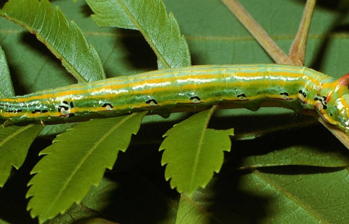 Fig. 13. Larva U estadío <i>Elasmia mandela</i></i>, posición lateral, Area de Conservación Guanacaste, Sector Santa Elena, Cañon Draga, elevación 290 m.s.n.m.  (02-SRNP-12911-DHJ68186.jpg).