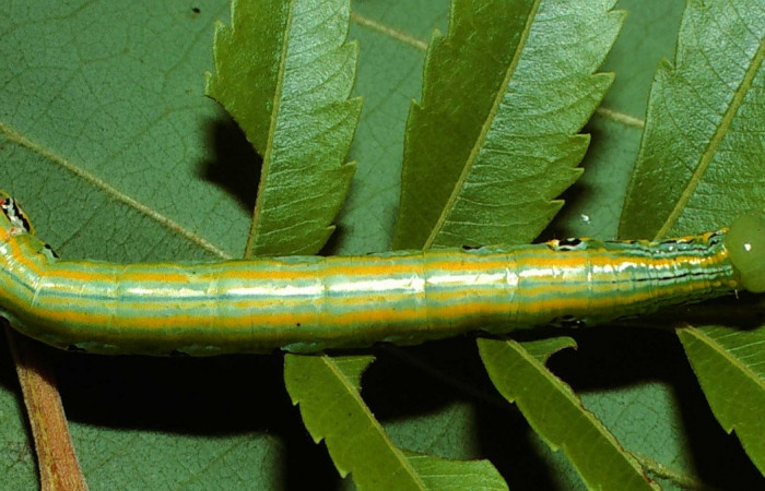 Fig. 14. Larva U estadío <i>Elasmia mandela</i></i>, posición lateral, Area de Conservación Guanacaste, Sector Santa Elena, Cañon Draga, elevación 290 m.s.n.m.  (02-SRNP-12911-DHJ68188.jpg).
