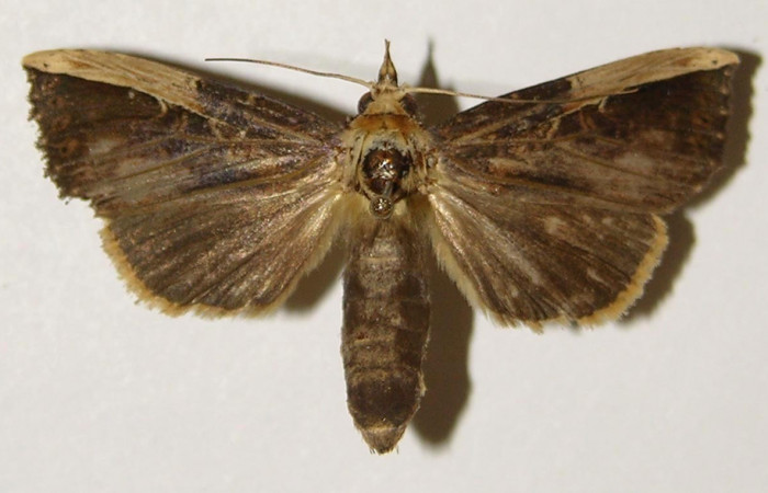 Fig. 22. Adulto <i>Elasmia schausi</i></i>, posición dorsal, hembra, Area de Conservación Guanacaste, Sector San Cristobal, Sendero Palo Alto, elevación 570 m.s.n.m.  (03-SRNP-7776-DHJ300648).