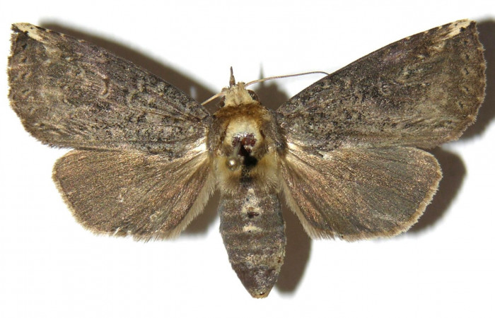 Fig. 2. Adulto <i>Elasmia mandela</i></i>, posición dorsal, hembra, Area de Conservación Guanacaste, Sector Mundo Nuevo, Estación La Perla, elevación 325 m.s.n.m.  (05-SRNP-57332-DHJ311436).
