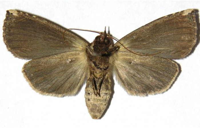 Fig. 3. Adulto <i>Elasmia mandela</i></i>, posición ventral, hembra, Area de Conservación Guanacaste, Sector Mundo Nuevo, Estación La Perla, elevación 325 m.s.n.m.  (05-SRNP-57332-DHJ311437).