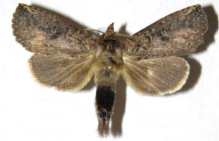 Fig. 4. Adulto <i>Elasmia mandela</i></i>, posición dorsal, macho, Area de Conservación Guanacaste, Sector Mundo Nuevo, Estación La Perla, elevación 325 m.s.n.m.  (05-SRNP-58742-DHJ311428).