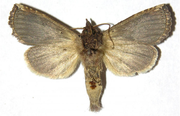 Fig. 5. Adulto <i>Elasmia mandela</i></i>, posición ventral, macho, Area de Conservación Guanacaste, Sector Mundo Nuevo, Estación La Perla, elevación 325 m.s.n.m.  (05-SRNP-58742-DHJ311429).