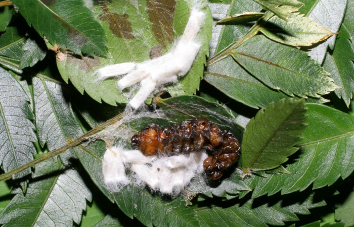 Fig. 24. Capullos de avispa Braconidae <i>Hypomicrogaster</i></i> OVRGDHJ06, parásito de larva <i>Elasmia mandela</i></i>, Area de Conservación Guanacaste, Sector Santa Rosa, Area Administrativa, elevación 295 m.s.n.m  (07-SRNP-57846-DHJ428538.jpg).