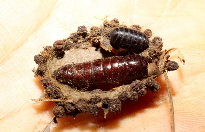 Fig. 23. Pupa <i>Elasmia mandela</i></i>, posición dorsal, ala par tiene una puparía de mosca, <i>Hyphantrophaga virilis</i></i>, Area de Conservación Guanacaste, Sector Santa Rosa, Bosque San Emilio, elevación 390 m.s.n.m.  (08-SRNP-14576-DHJ469393.jpg).