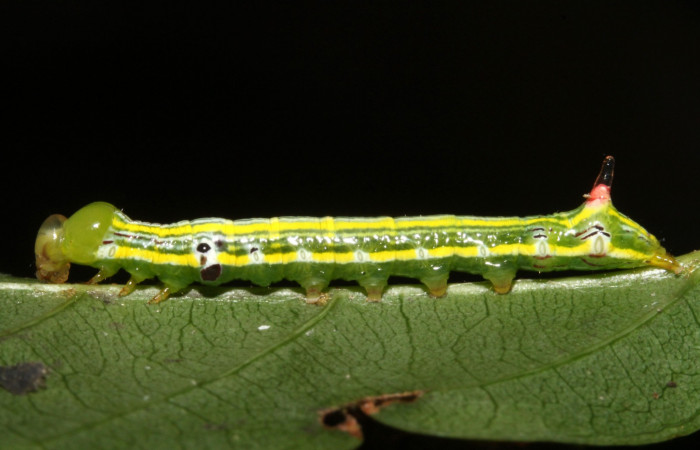 Fig. 21. Larva PU estadío <i>Elasmia schausi</i></i>, posición lateral, Area de Conservación Guanacaste, Sector Rincon Rain Forest, Vado Río Francia, elevación 400 m.s.n.m.  (13-SRNP-43105-DHJ708161.jpg).
