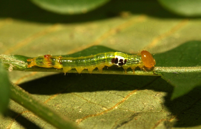Fig. 6. Larva II estadío <i>Elasmia mandela</i></i>, posición lateral, Area de Conservación Guanacaste, Sector Pitilla, Amonias, elevación 390 m.s.n.m.  (16-SRNP-30963-DHJ729980.jpg).