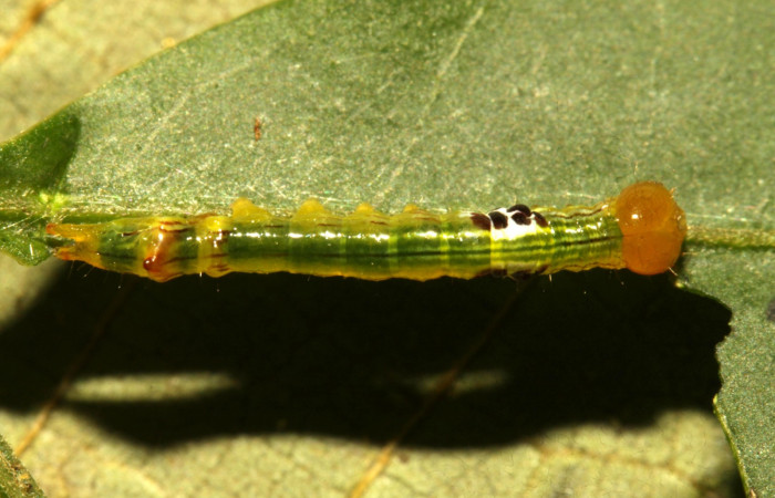 Fig. 7. Larva II estadío <i>Elasmia mandela</i></i>, posición dorsal, Area de Conservación Guanacaste, Sector Pitilla, Amonias, elevación 390 m.s.n.m.  (16-SRNP-30963-DHJ729981.jpg).