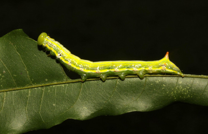 Fig. 17. Larva PU estadío <i>Elasmia mandela</i></i>, posición lateral, Area de Conservación Guanacaste, Sector Pitilla, Amonias, elevación 390 m.s.n.m.  (16-SRNP-30964-DHJ729985.jpg).