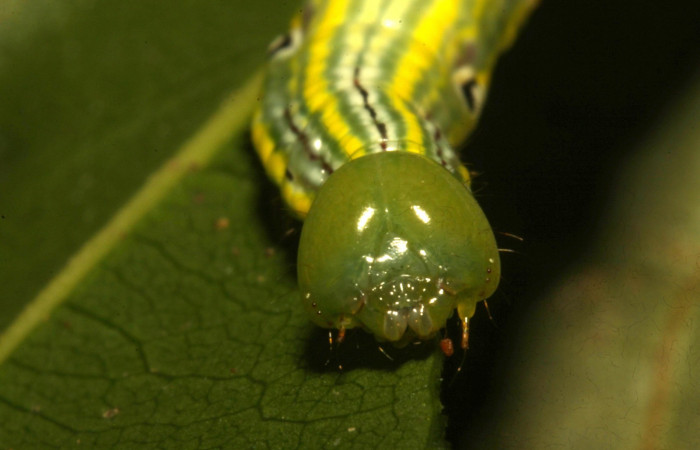Fig. 16. Larva U estadío <i>Elasmia mandela</i></i>, posición frontal, Area de Conservación Guanacaste, Sector Pitilla, Amonias, elevación 390 m.s.n.m.  (16-SRNP-30964-DHJ29988.jpg).